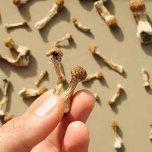 Magic Mushroom Chocolate Bar (4 Flavors)