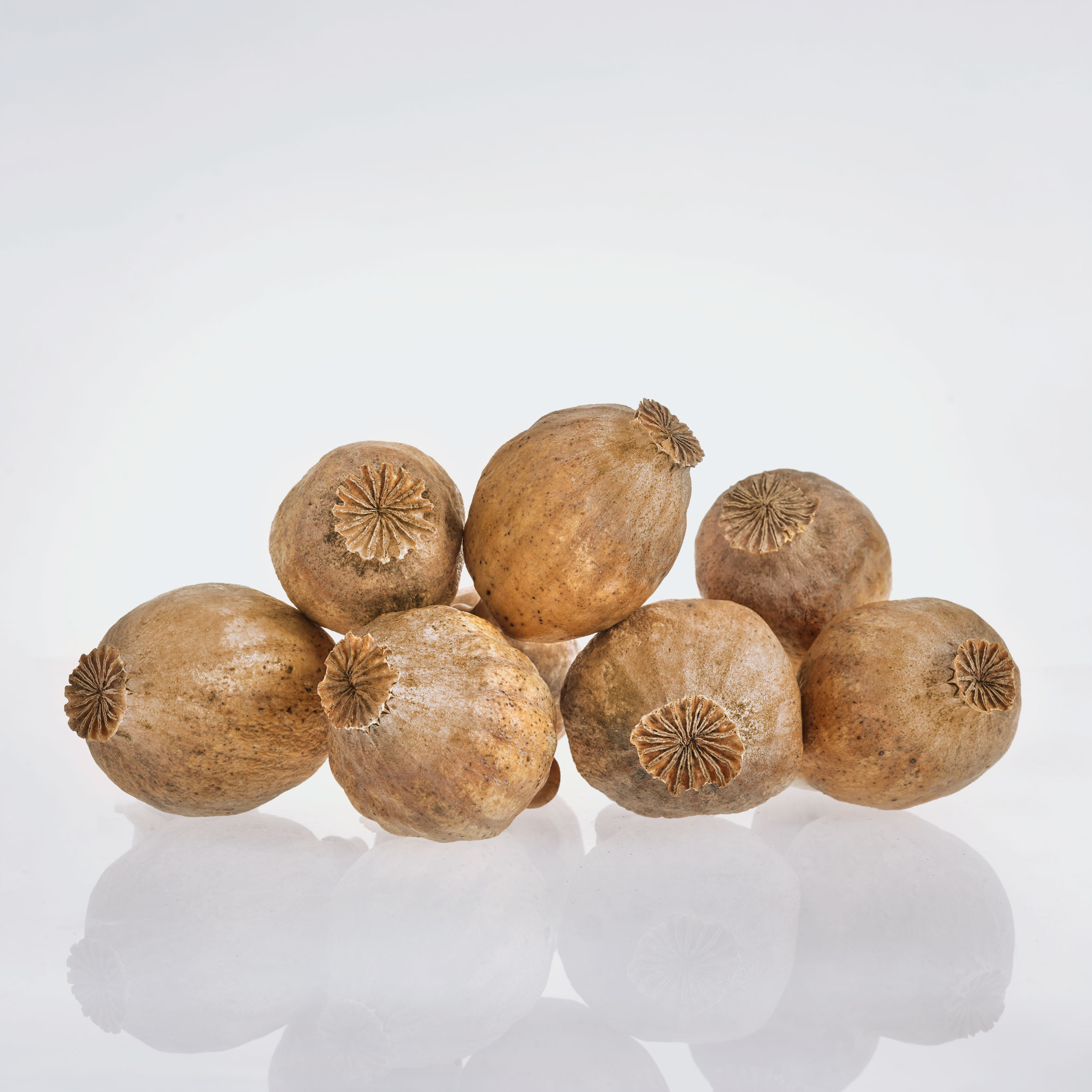 Dried Poppy Pods Grade B